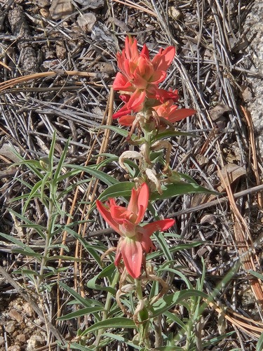Castilleja integra, photograph 2
