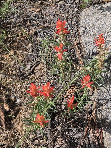 Castilleja integra, photograph 3