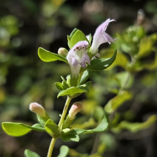 Georgia calamint