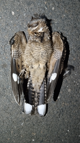Red-necked Nightjar