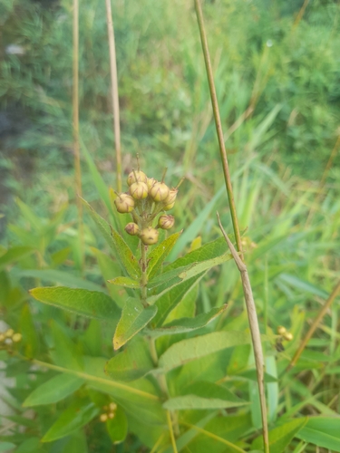 Yellow Loosestrife