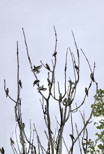 Cedar Waxwing