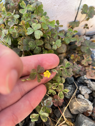 Creeping Woodsorrel