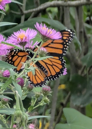 Monarch