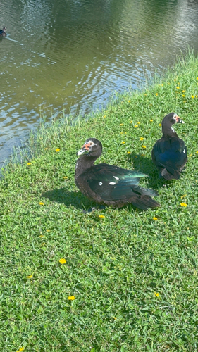Muscovy Duck