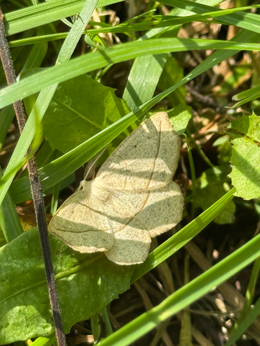 Confused Eusarca Moth