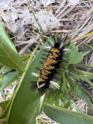 Milkweed Tussock Moth