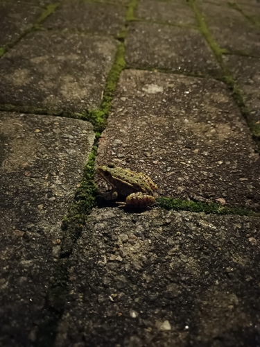 Edible Frog