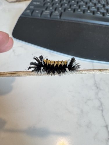 Milkweed Tussock Moth