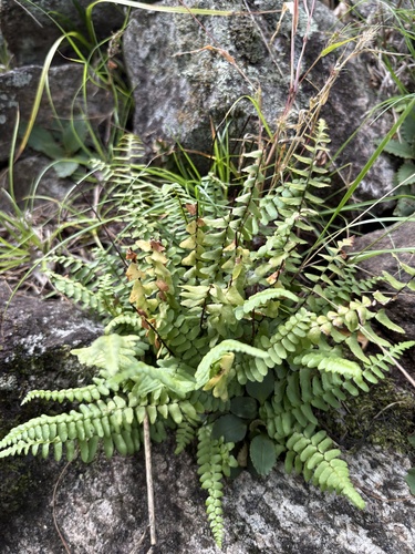 ebony spleenwort