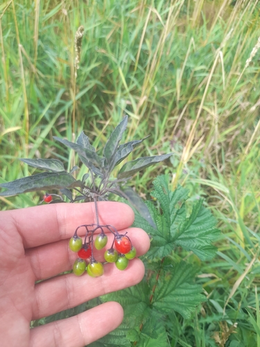 bittersweet nightshade