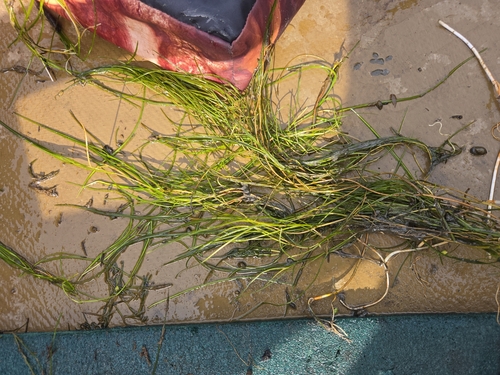 Fennel-leaf Pondweed