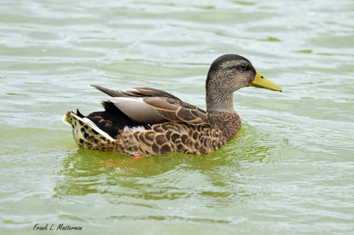Mallard
