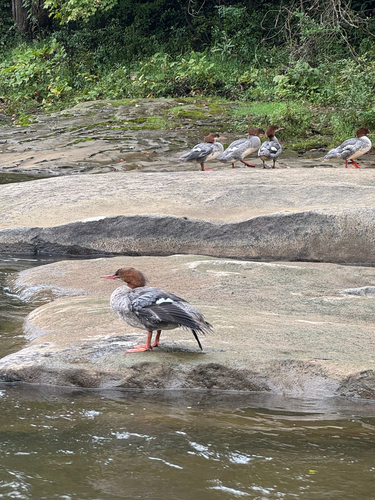 Common Merganser
