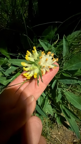 Common Kidney-Vetch