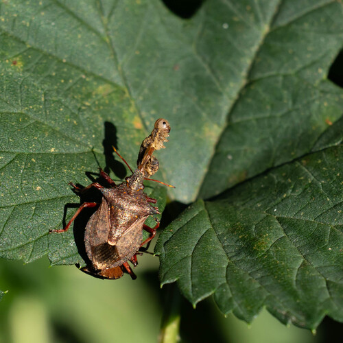 Spiny Shield Bug