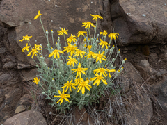 Eriophyllum lanatum integrifolium