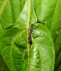 Dolichoderus attelaboides