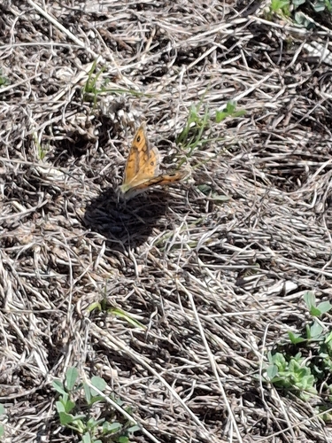 Wall Brown