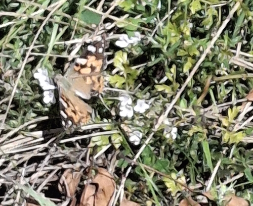 Painted Lady