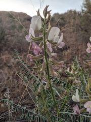 Peteria thompsoniae