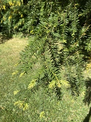 Taxus baccata