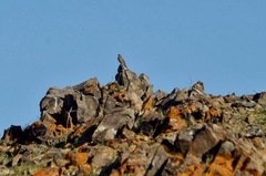 Emberizidae