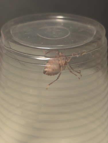 Brown Marmorated Stink Bug