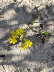 Sebaea exacoides
