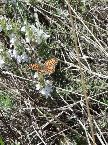 Weaver's Fritillary