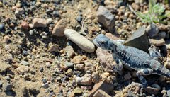 Phrynocephalus versicolor