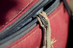 Eremias multiocellata