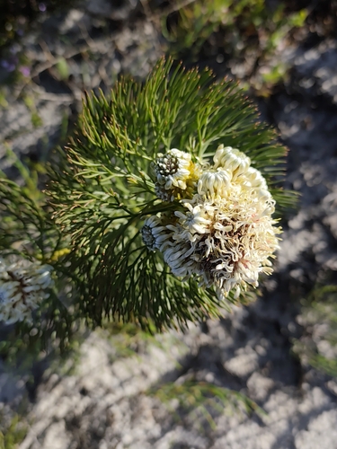 Serruria glomerata, photograph 3