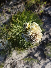 Serruria glomerata, photograph (c) Jeanette Clarke, some rights reserved (CC BY-SA)