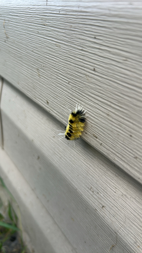 Spotted Tussock Moth