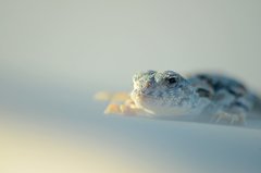 Phrynocephalus versicolor