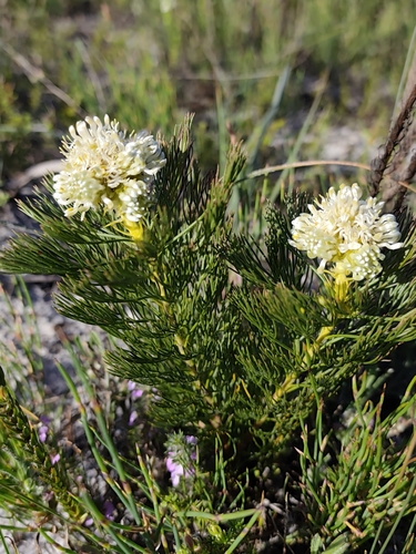 Serruria glomerata, photograph 4