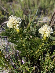 Serruria glomerata, photograph (c) Jeanette Clarke, some rights reserved (CC BY-SA)