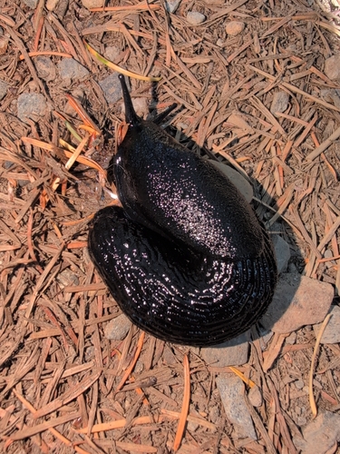 Black Slug