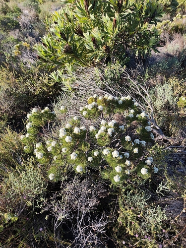 Serruria glomerata, photograph 5