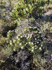 Serruria glomerata, photograph (c) Jeanette Clarke, some rights reserved (CC BY-SA)