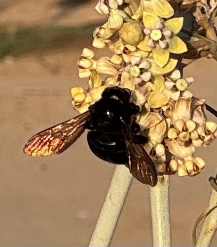 Valley Carpenter Bee
