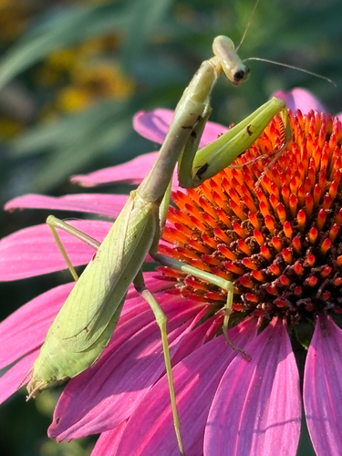 Carolina Mantis
