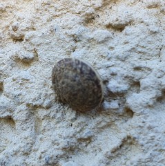 Xerotricha conspurcata