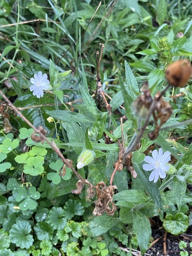 white campion