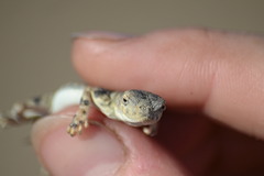 Phrynocephalus versicolor