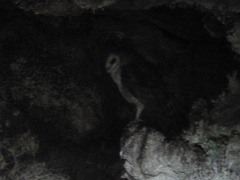 Tyto alba punctatissima