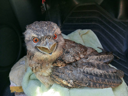 Papuan Frogmouth