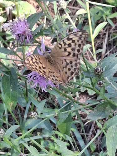 Silver-washed Fritillary
