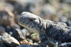 Phrynocephalus versicolor